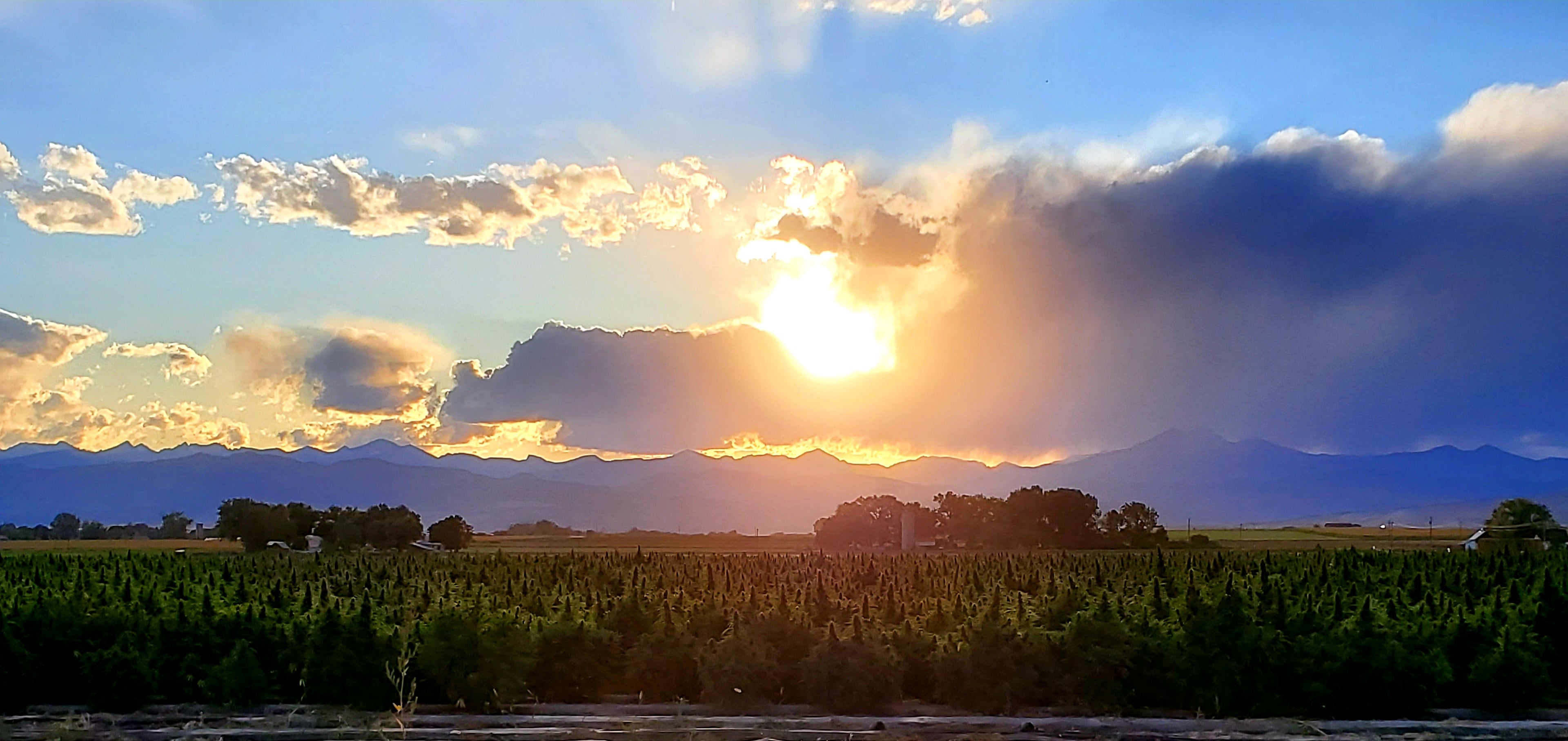 Load video: Hemp Farm